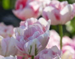 Tulip Finola