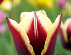 Tulip Gavota