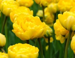 Tulip Marie Jo
