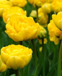 Tulip Marie Jo