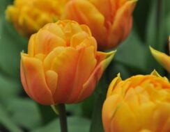 Tulip Orca