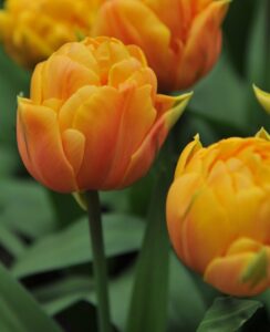 Tulip Orca