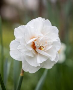 Narcissus Acropolis