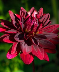Dahlia After Dusk