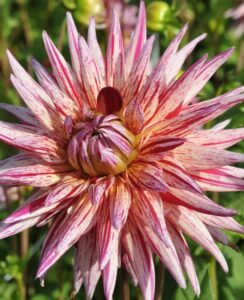 Dahlia Alain Mimoun