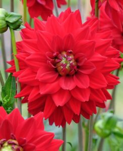 Dahlia All Directions