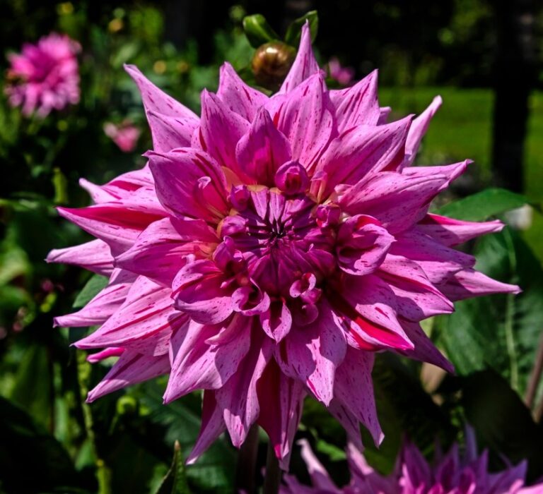 dahlia-american-dream-anglia-bulb-company