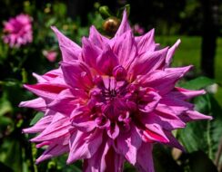 Dahlia American Dream