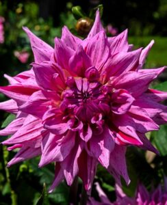 Dahlia American Dream