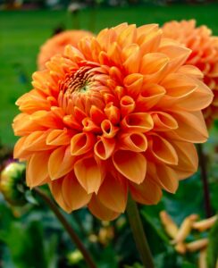 Dahlia American Sunset