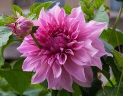 Dahlia Babylon Lilac
