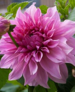 Dahlia Babylon Lilac