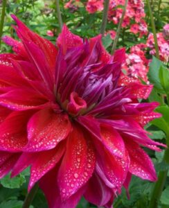 Dahlia Babylon Paars