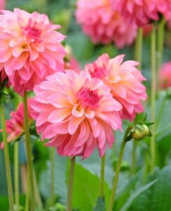Dahlia Belfloor