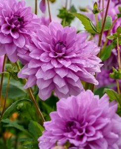 Dahlia Blue Boy