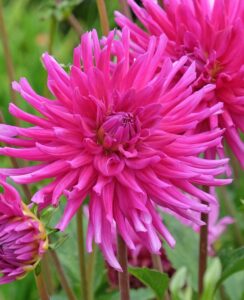 Dahlia Blues Diamond