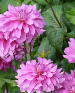 Dahlia Bluetiful