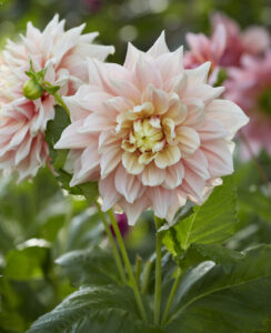 Dahlia Break Out