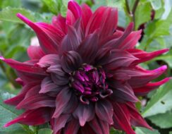 Dahlia Brigitta Alida