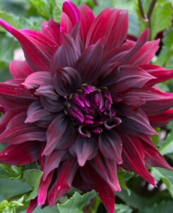 Dahlia Brigitta Alida