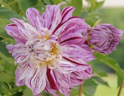 Dahlia Bristol Stripe