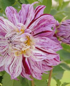 Dahlia Bristol Stripe