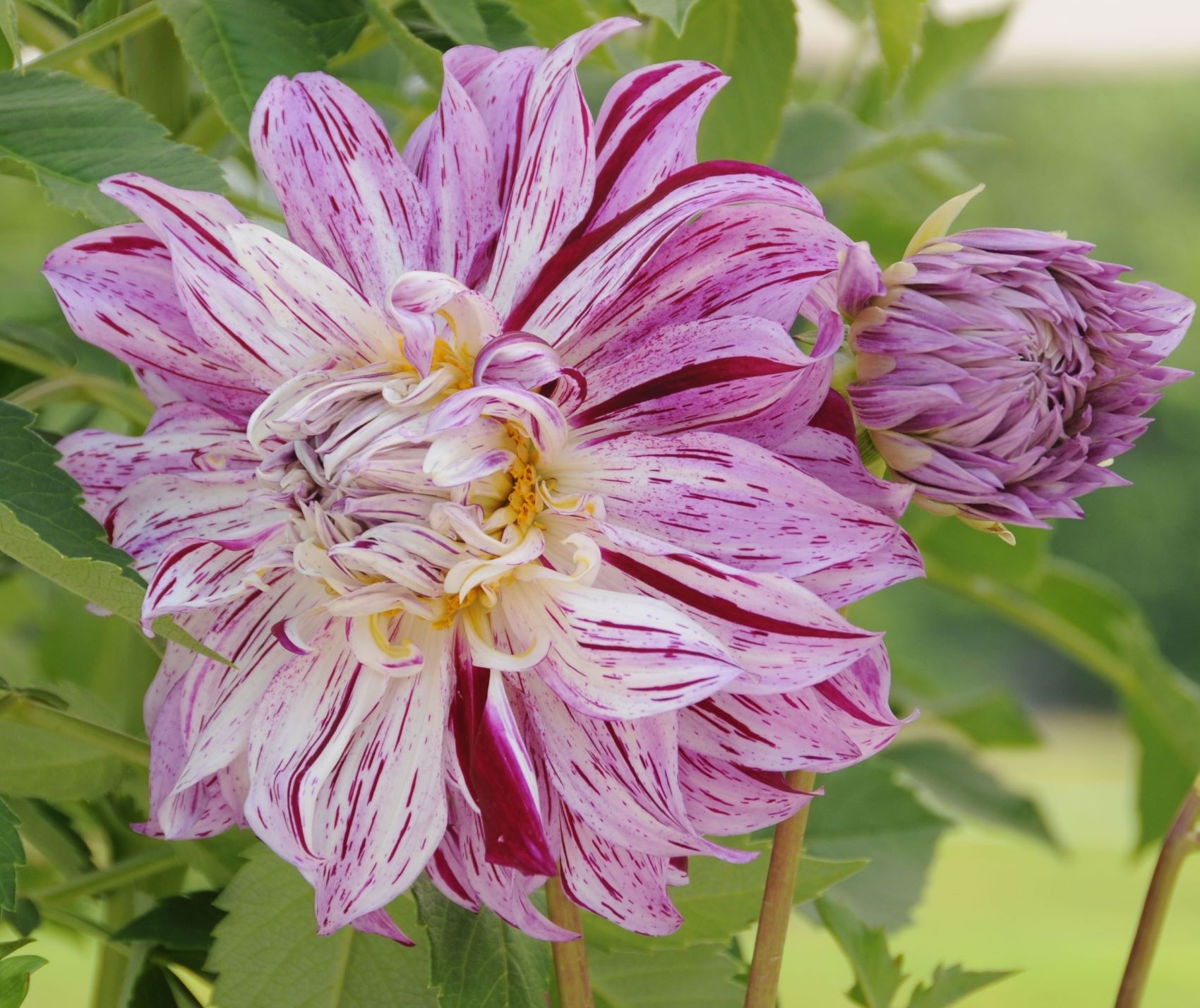 Dahlia Bristol Stripe