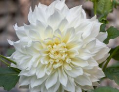 Dahlia Bull’s Pride