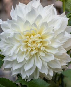 Dahlia Bull’s Pride
