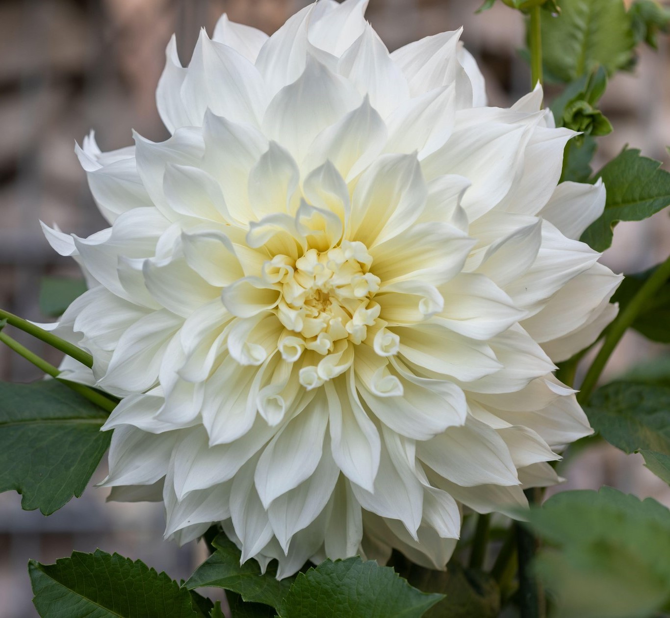 Dahlia Bull's Pride