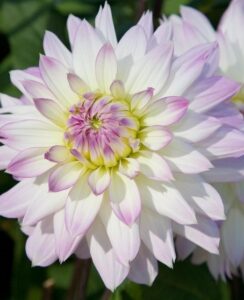 Dahlia Crazy Love