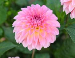 Dahlia Esli