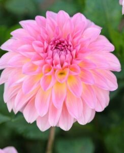 Dahlia Esli