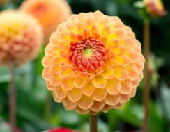 Dahlia Jowey Chantal