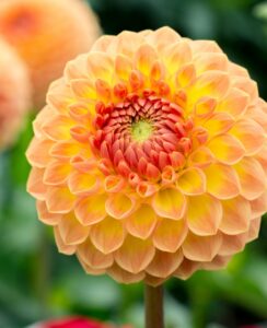 Dahlia Jowey Chantal