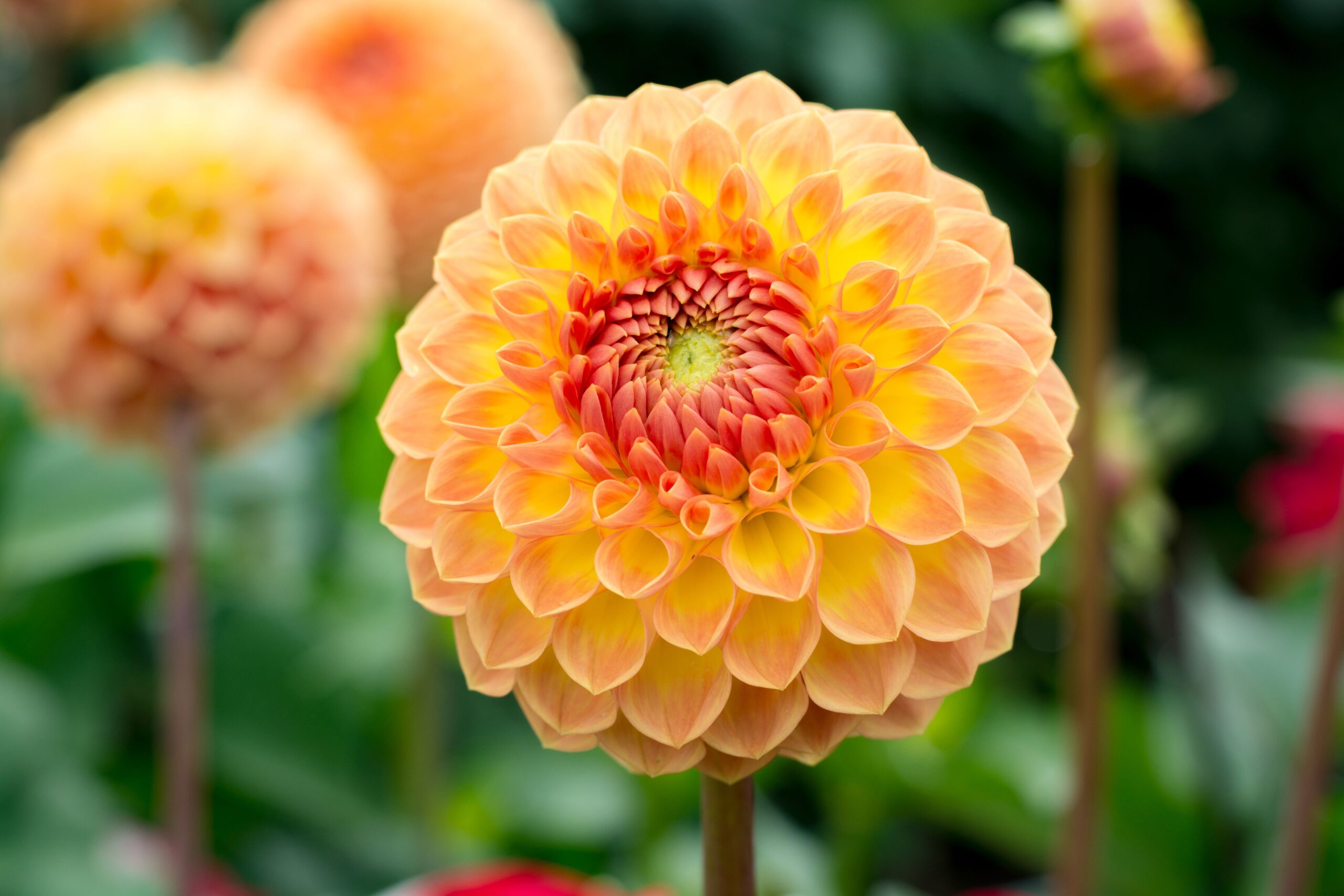 Dahlia Jowey Chantal