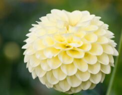 Dahlia Jowey Martina