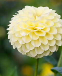 Dahlia Jowey Martina