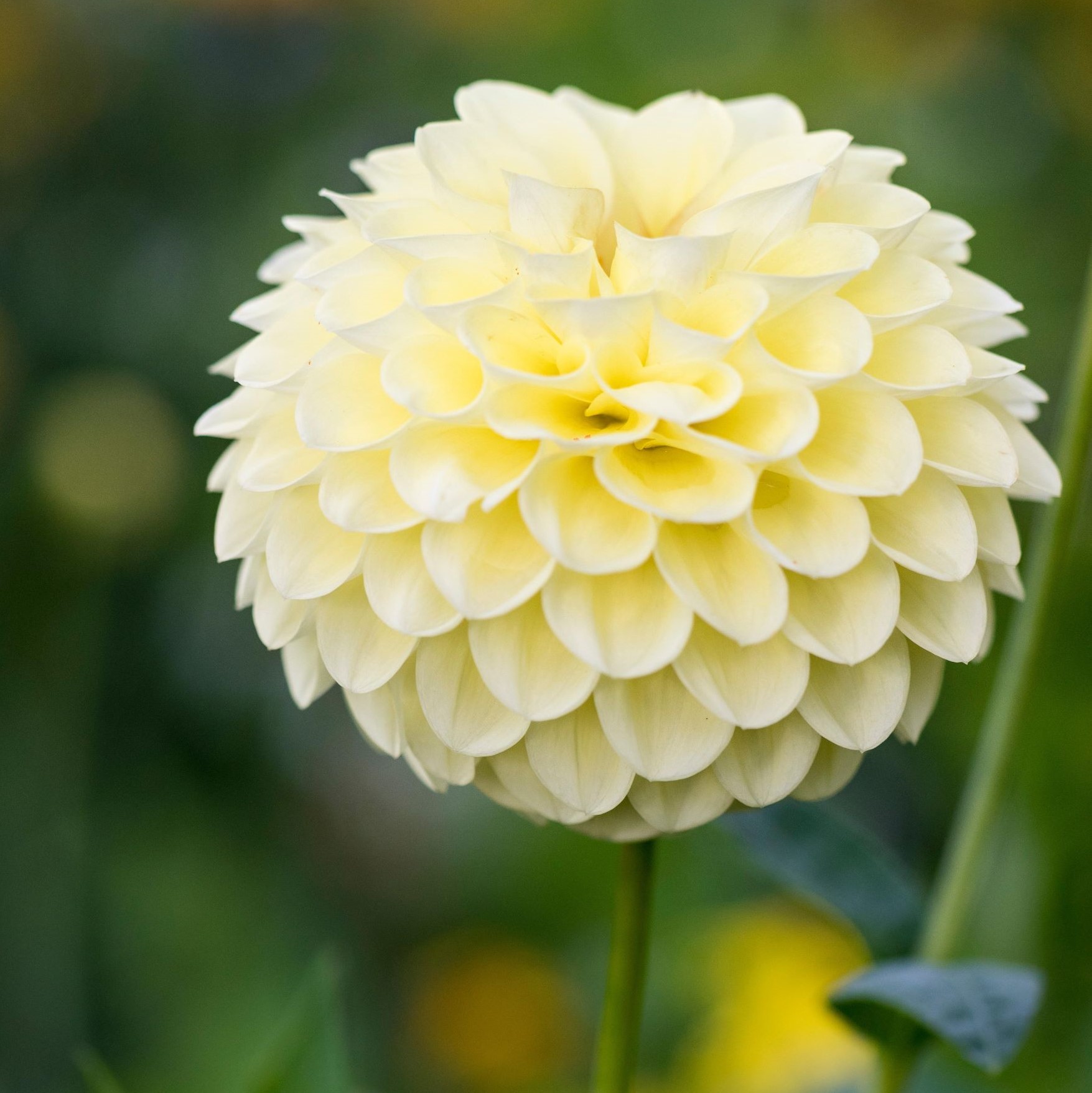 Dahlia Jowey Martina