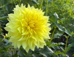 Dahlia American Sun