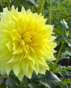 Dahlia American Sun