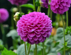 Dahlia Purple Fox