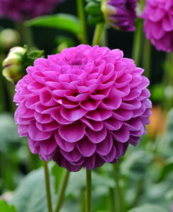 Dahlia Purple Fox