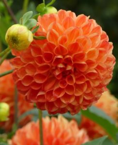 Dahlia Safe Shot