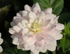 Dahlia Silver Years