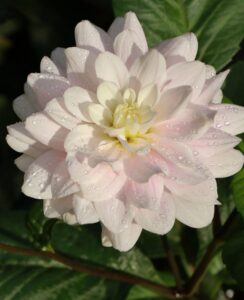 Dahlia Silver Years