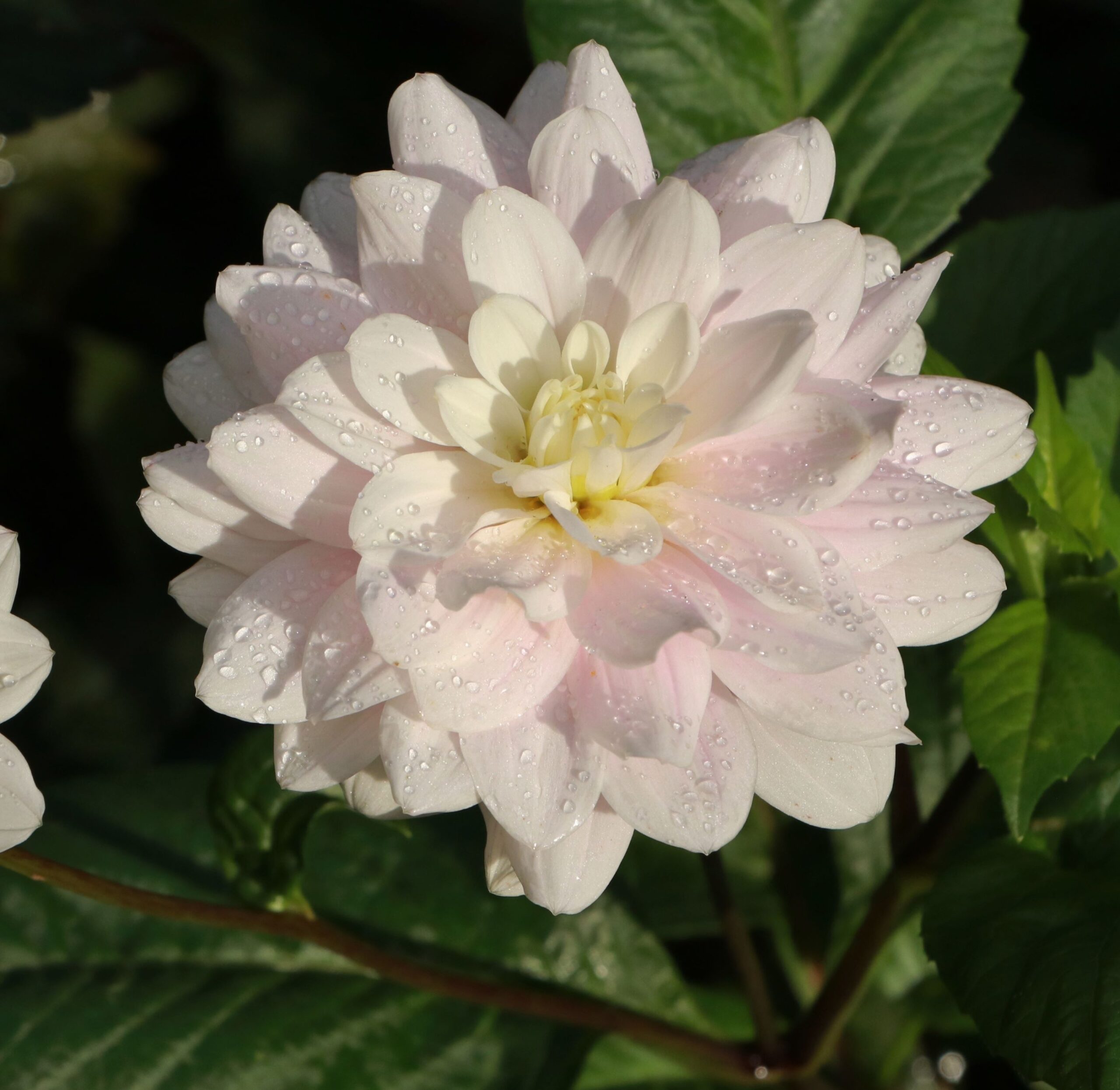 dahlia silver years