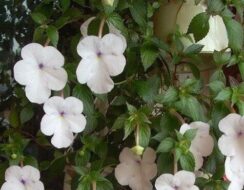 Achimenes Snow Princess