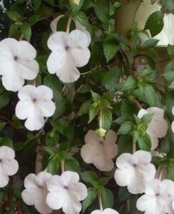 Achimenes Snow Princess