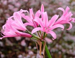 Amarine Belladiva Aphrodite